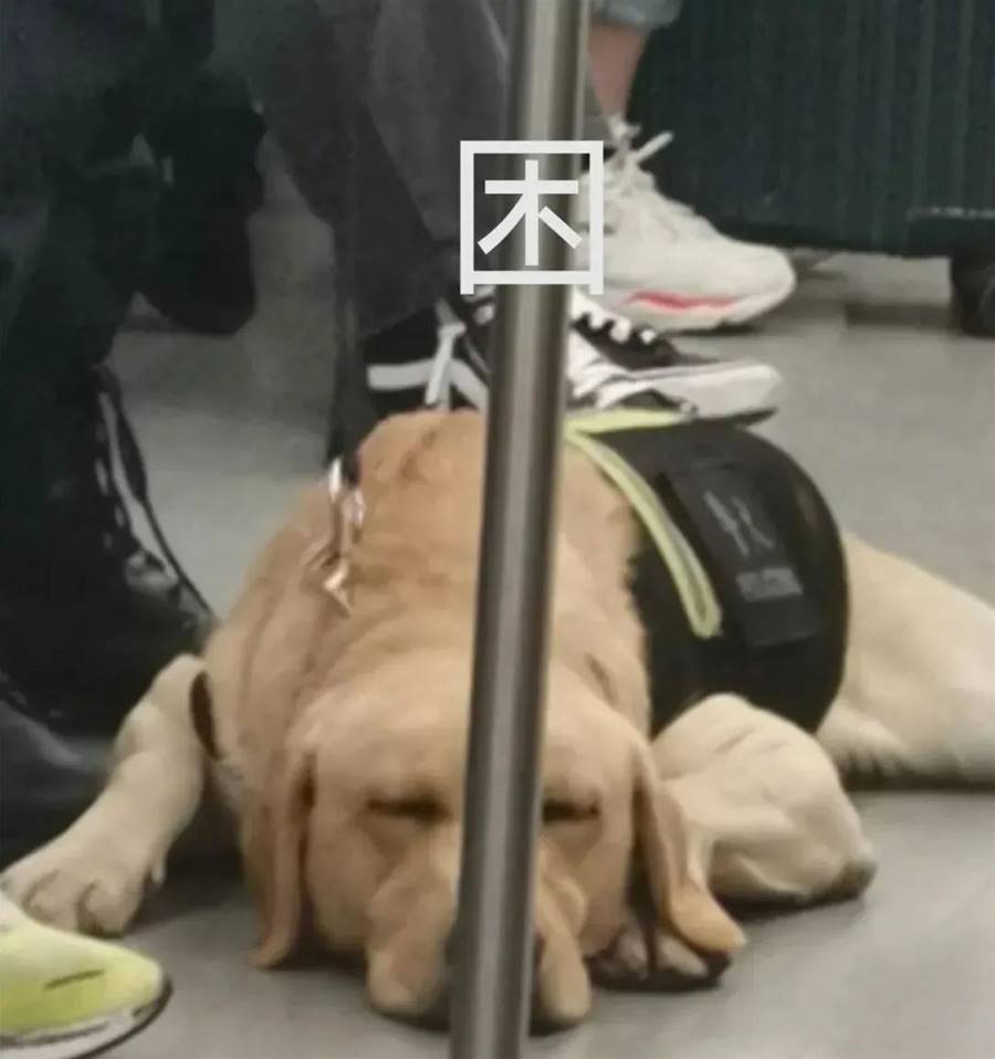 狗狗也不喜歡上班！警犬執勤摸魚被抓包　網見瞌睡模樣心疼：我替牠站！