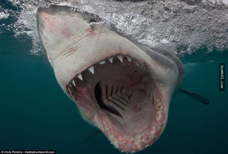 這名男子冒著生命危險拍下「大白鯊張嘴咬他的一瞬間」，結果竟意外發現鯊魚不為人知的秘密！