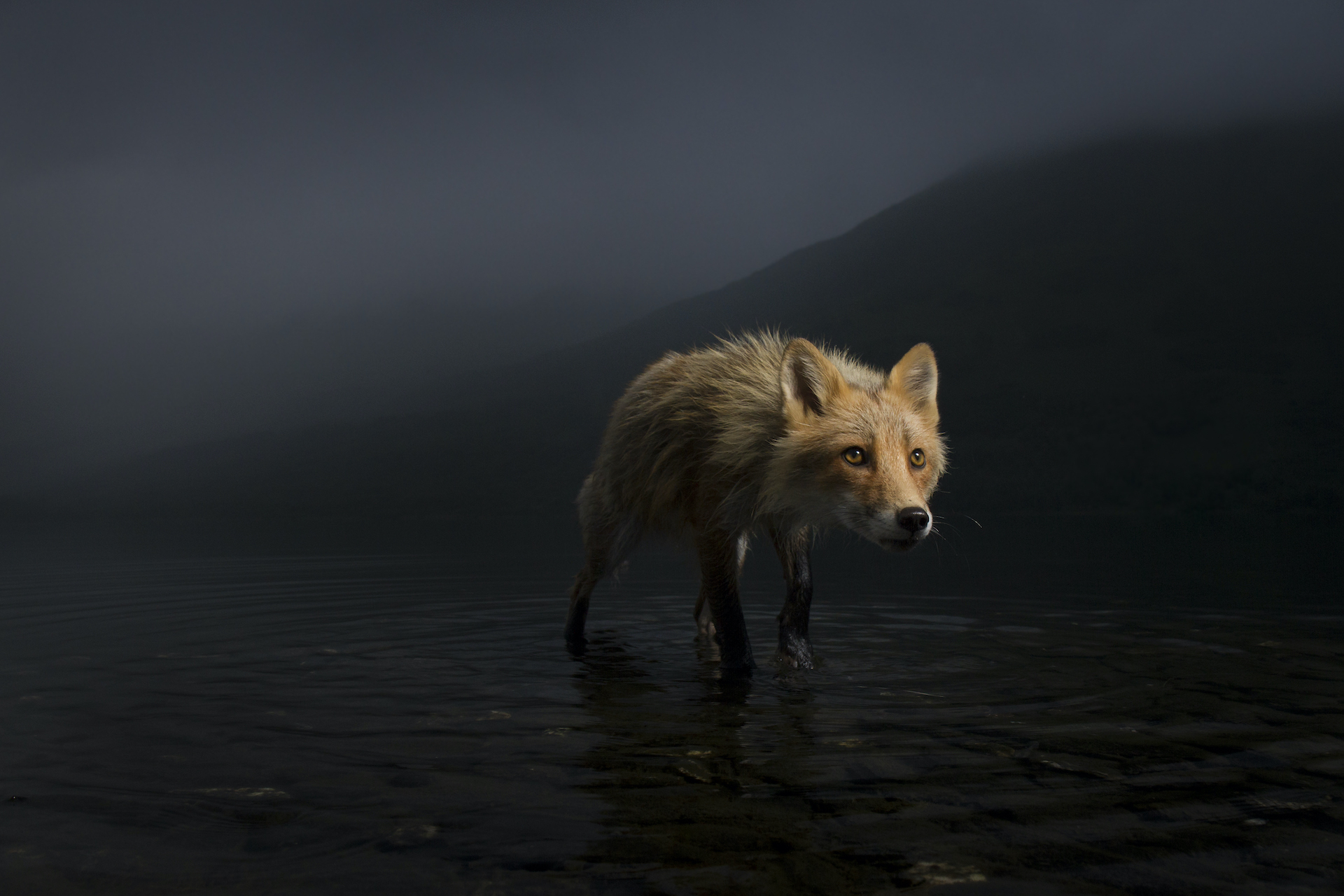 差點忘了自然這麼真實！「野生動物攝影獎」作品出爐　獵豹「掙扎游泳」人生首見！