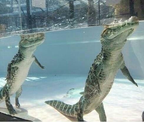 原來鱷魚在水下不游泳而是「用兩隻腳站著走」，超蠢萌的模樣讓牠瞬間殺氣全失！