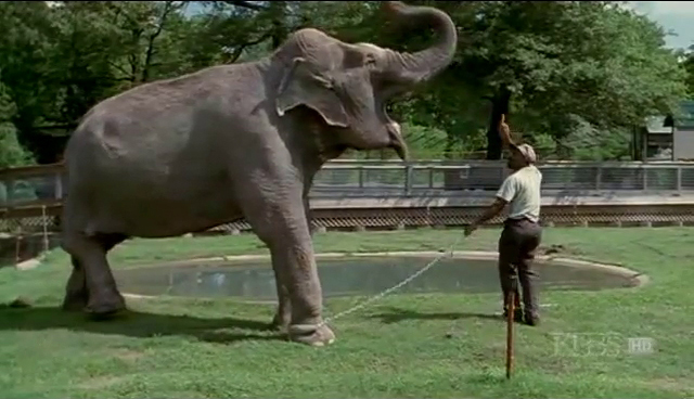 兩隻在馬戲團認識的大象「分離22年後再見面」，牠們認出彼此的瞬間被鏡頭拍下…眼眶都濕了！