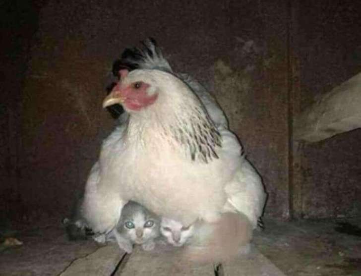 15隻母愛氾濫錯認孩子的母雞　鴿子寶寶內心超忐忑