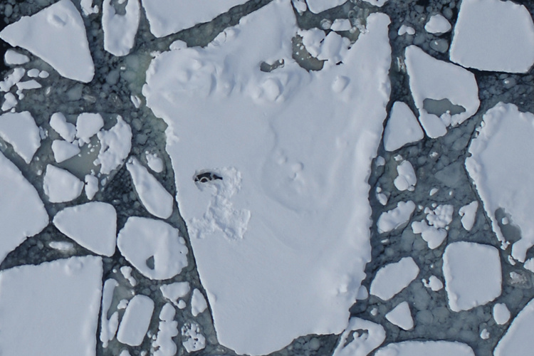 可愛北極小海豹「身上有4條白斑」超罕見　圓嘟嘟模樣「黑白相間」太可愛：好像企鵝♥