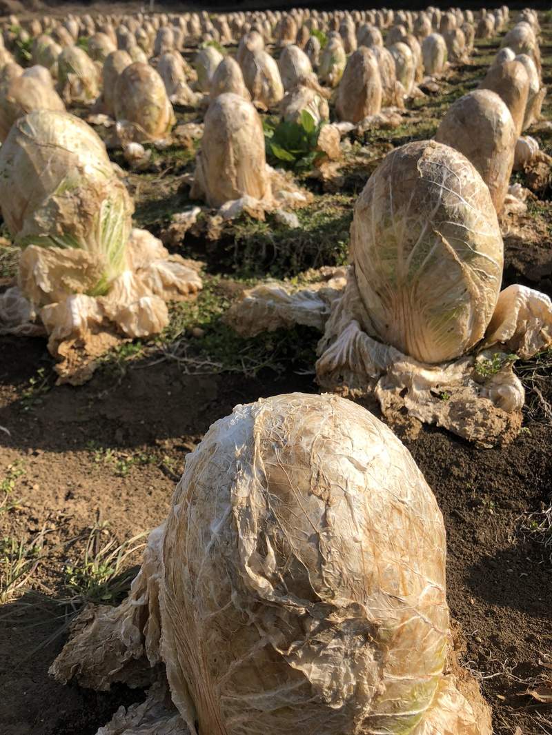 外星人要孵化了？！　日本農田「整片異形蛋」超嚇人　務農網友淡定解答：大家都吃過～