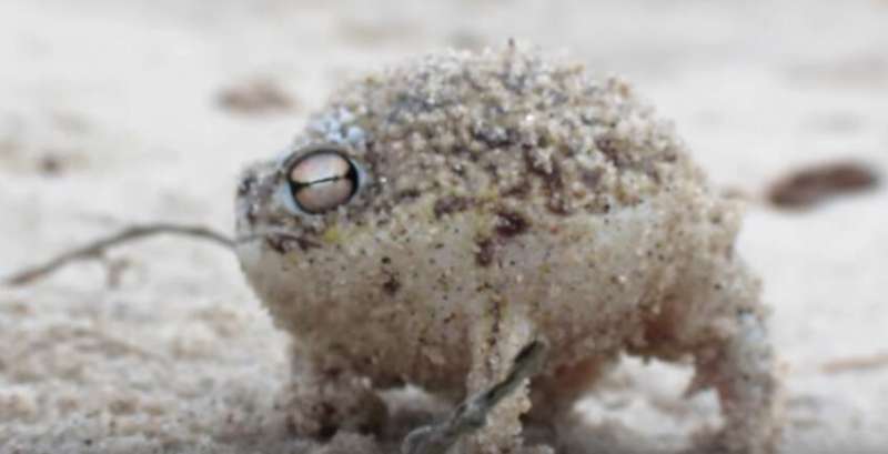這隻就是世界上最可愛的蛙　牠用來嚇退敵人的尖叫聲會讓你一秒融化