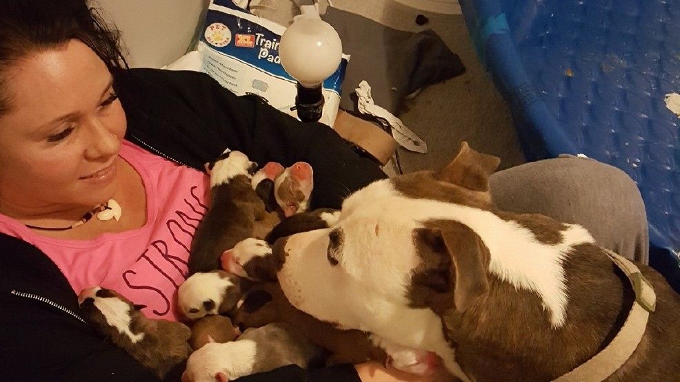 被中途媽照顧比特犬好感激！　牠「連叼11隻寶寶」放她懷裡：這裡最安全～