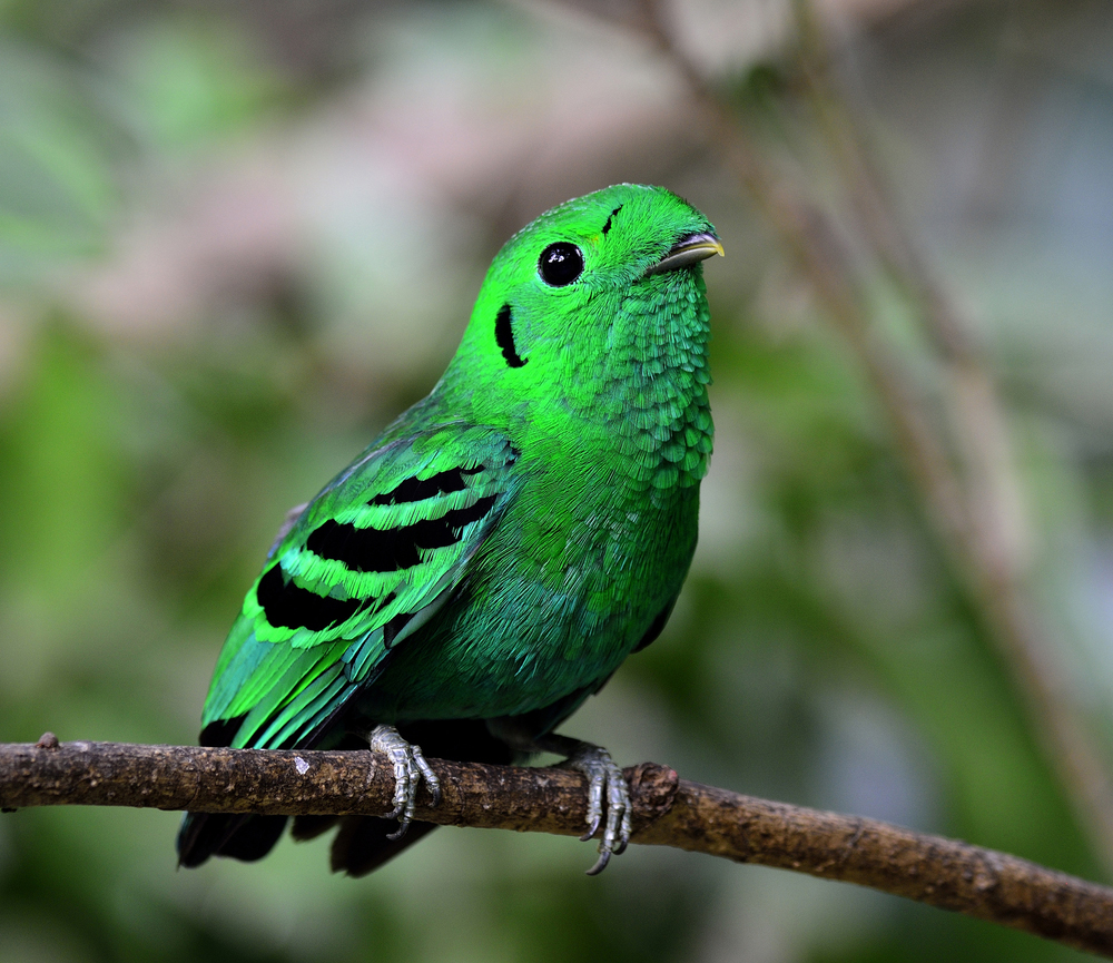 綠寶石現身！賞鳥發現「閃亮樹葉」　眾人驚奇：明明已經絕種70年！