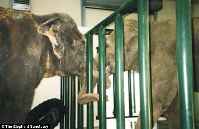 兩隻在馬戲團認識的大象「分離22年後再見面」，牠們認出彼此的瞬間被鏡頭拍下…眼眶都濕了！