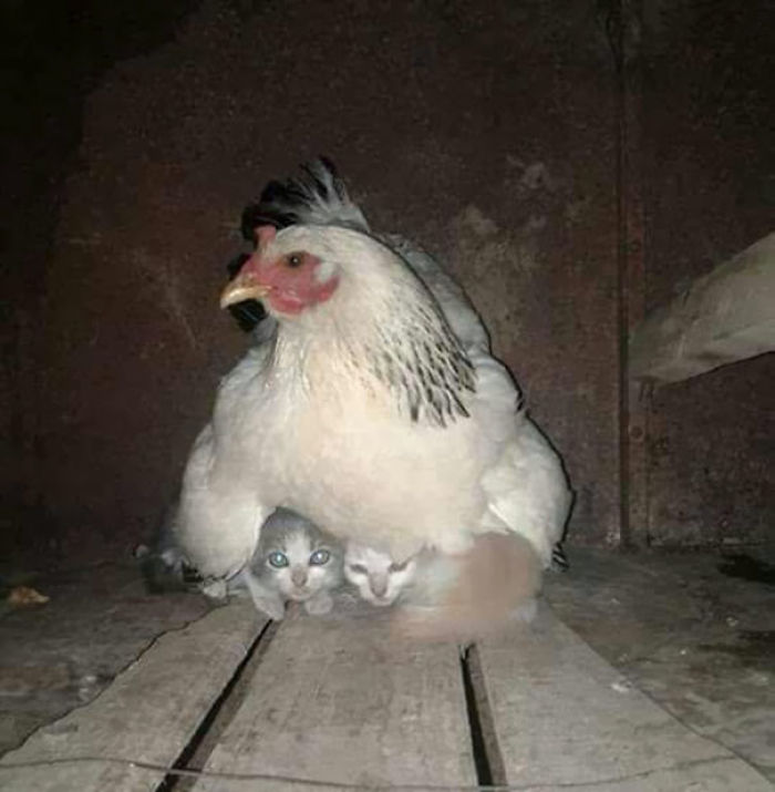 20張證明「母雞絕對是動物界最偉大無私媽媽」的萌照
