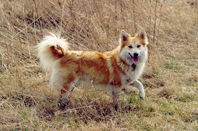世界網友票選「10種最美麗的狗狗」　第一名很可能「就是你家那隻」