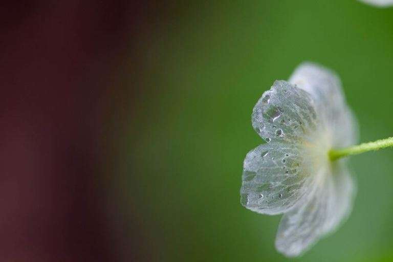 這種白色小花遇水就會觸動魔法　秒變透明夢幻唯美