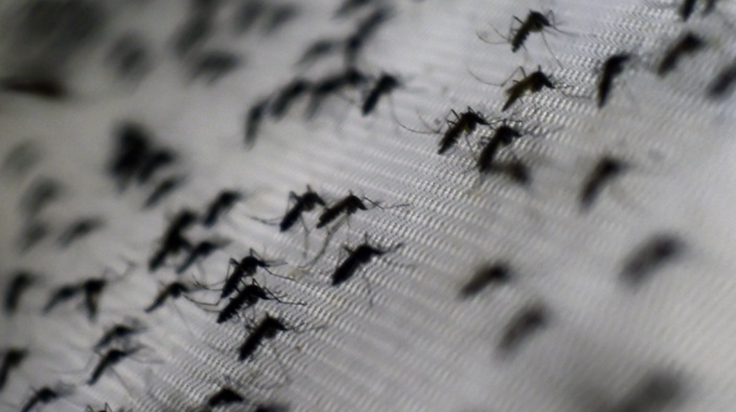 世界沒有牠多好！美國批准釋放「基因工程蚊子」　取代殺蟲劑阻止蚊子繁殖