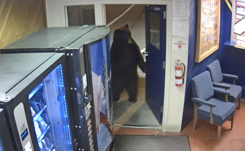 五郎低謀？熊熊「跑來報案」嚇傻值班員警　自在拉門：來話家常的啦～