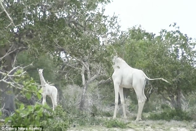 首次拍到珍貴畫面！白色長頸鹿母子一起散步被鏡頭全錄下來，感覺就像童話成真！（內有影片）