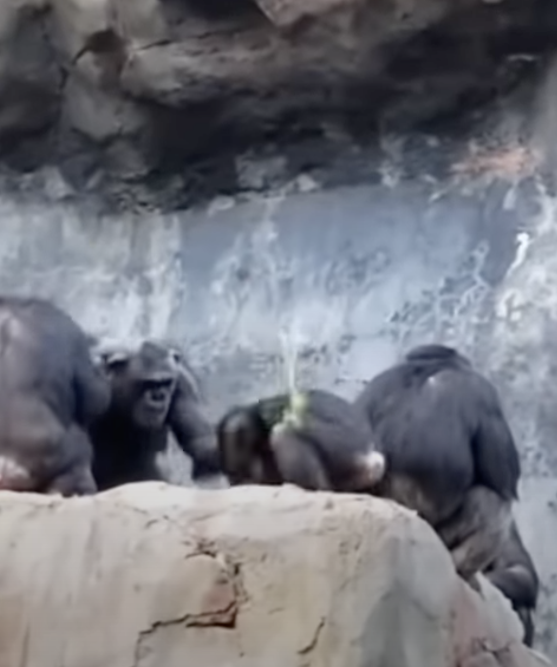 小猩猩拿石頭丟遊客　猩猩爸怒抄「傢俬」教訓：哩洗勒考！