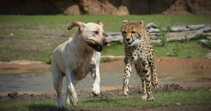 治療犬拉拉「用天然萌療癒」焦慮小獵豹　2隻膩在一起的畫面萌翻人心❤️