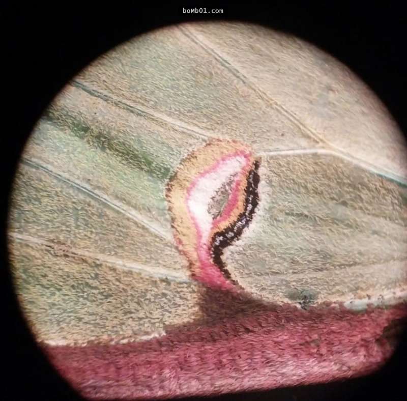 他好奇地把意外發現的美麗飛蛾擺到顯微鏡下觀察，結果竟然看到肉眼絕對看不見的奇幻畫面！