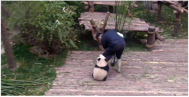 「奶爸快來陪我玩～」　熊貓糰子緊抱飼育員大腿　「全力撒嬌」把網友的心都攻略了