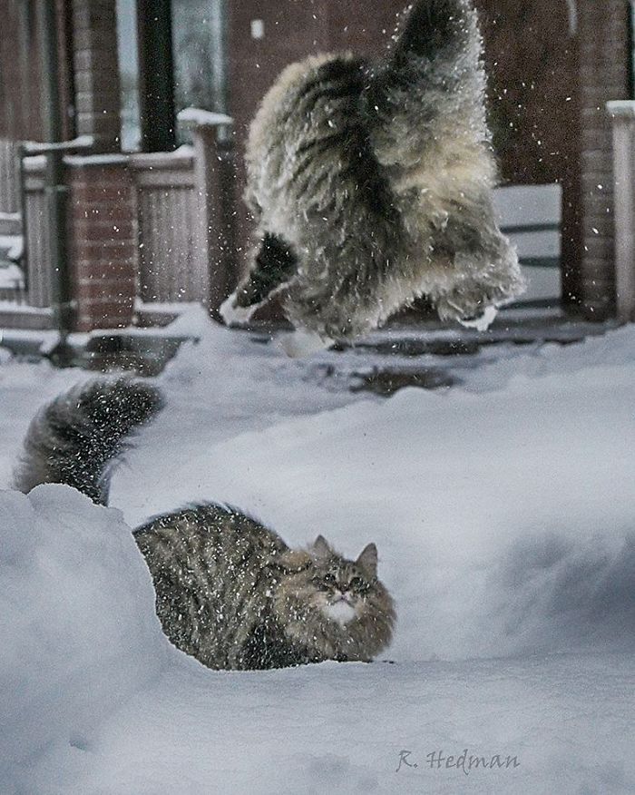 下雪囉～貓貓興奮蓬成「夢幻雪球」　雪地裡「脖子消失照」根本療癒的化身
