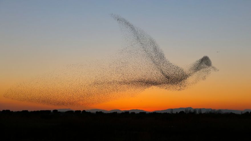 巧合還是刻意？攝影師苦守多天拍下「椋鳥群飛」　形成壯觀巨物掠過天際線