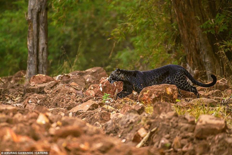 絕美黑化！罕見黑豹現身捕獵　近拍見全身「夢幻黑色豹紋」超級美