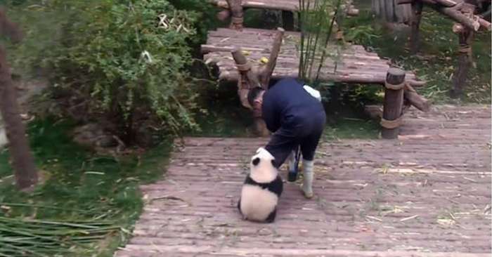 「奶爸快來陪我玩～」　熊貓糰子緊抱飼育員大腿　「全力撒嬌」把網友的心都攻略了
