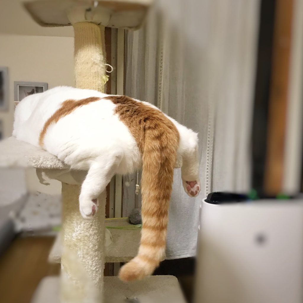 融化了！貓貓趴跳台露出「櫻花粉肉球」　網激動：勾引人啊！
