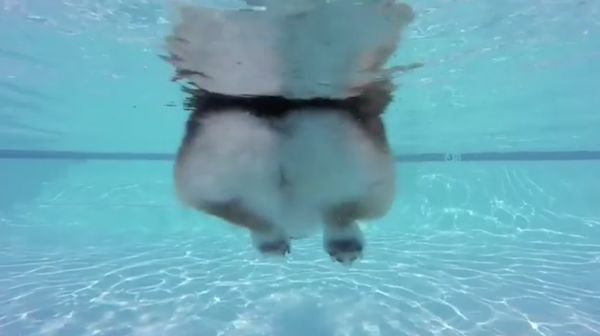 柯基游泳「小短腿很努力在划」　網笑：水裡怎麼有條吐司！