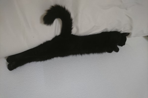 嗯，床上怎麼有衣架？　主人近看「超強偽裝術」笑噴：是間諜貓！