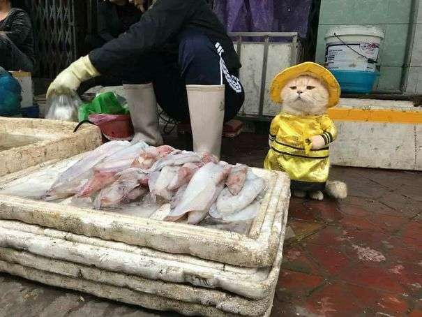 「你！給朕過來買魚！」　貓皇到菜市場擺攤超吸客
