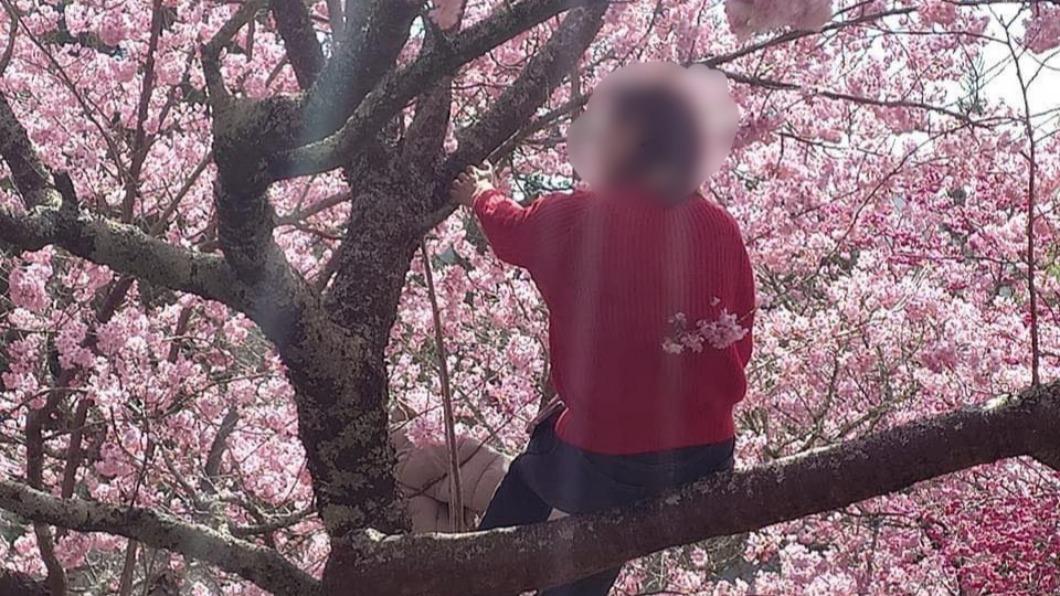 遊客為拍美照「爬櫻花樹拉枝條」！武陵農場怒：學猴子爬樹並沒有比較厲害！