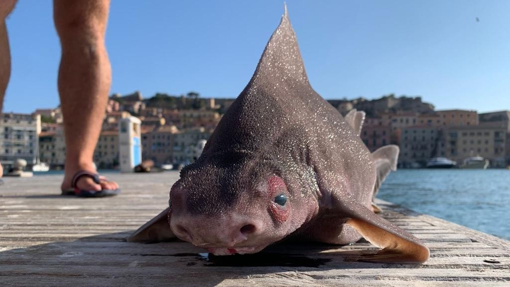 義大利海軍發現醜萌海怪！　鯊魚身體「配上豬臉」：真相超驚奇