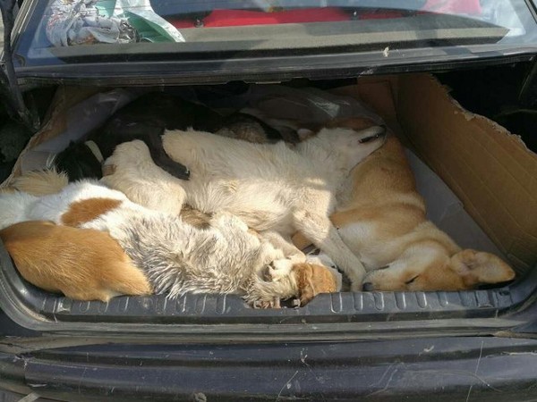看到愛犬被殺抓去「煮狗肉火鍋」，狗主人爆氣「飆車硬撞兇手」…在後車廂發現8狗屍！
