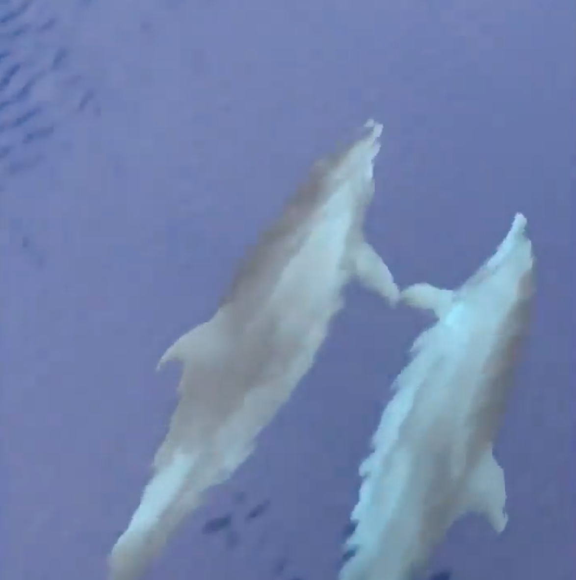 海豚情深！潛水客偶遇海豚家族「2隻牽手手」　專家曝：真的很有用！