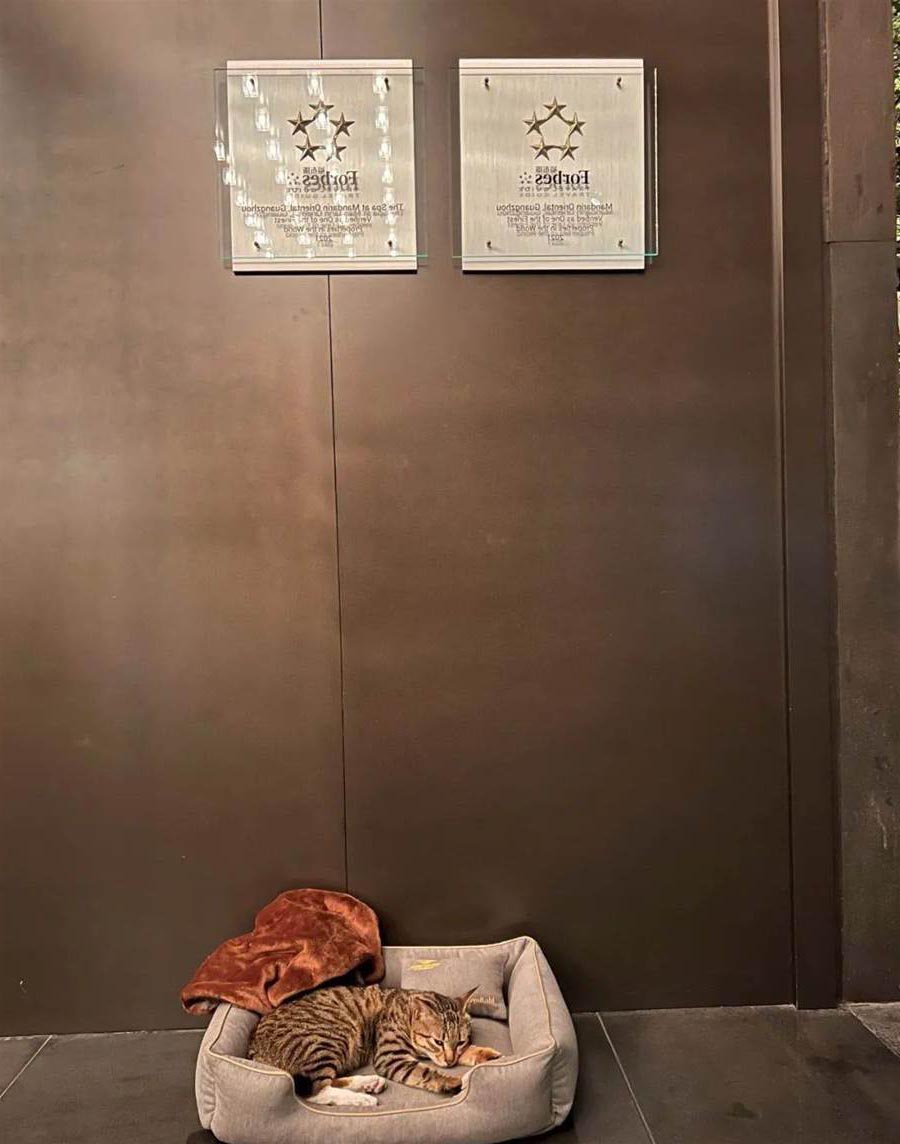 最爽喵生！流浪貓被「五星級飯店」收養　爽吃米其林員工餐、還有專屬大床
