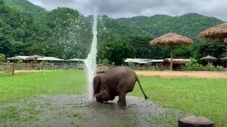 水管故障！小象「秒變小朋友」玩超嗨　來回蹦跳：這就是我的水上樂園～