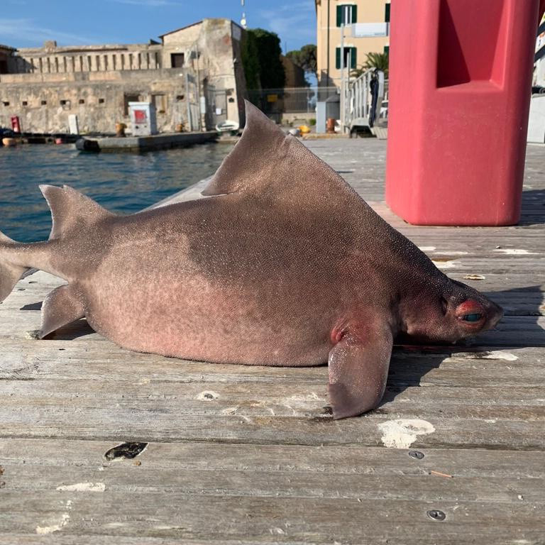 義大利海軍發現醜萌海怪！　鯊魚身體「配上豬臉」：真相超驚奇