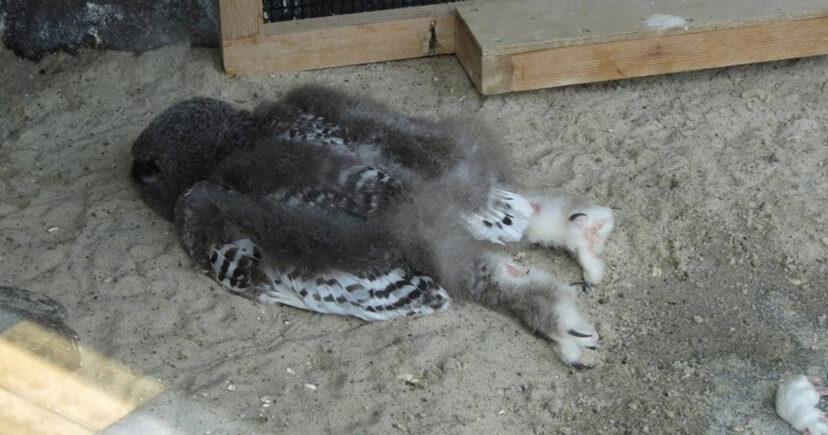 你累了嗎？貓頭鷹寶寶「頭朝下趴地睡」　網熱議真相：頭太重了