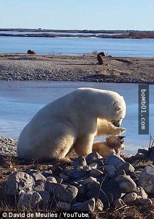極地導遊看到一隻北極熊在雪橇犬身旁便趕緊錄影，但接下來北極熊「超像人類的舉動」讓他忍不住瞪大眼睛！