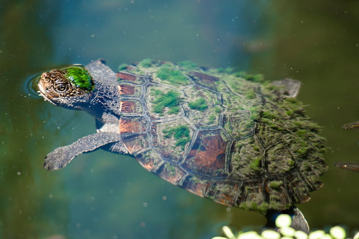 最龐克的龜！罕見龜種有「綠色莫西干頭」　靠「屁股呼吸」能在水下憋3天