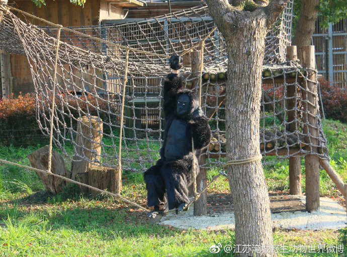 動物園大猩猩舉止「人模人樣」　遊客崩潰：根本是人類假扮的！
