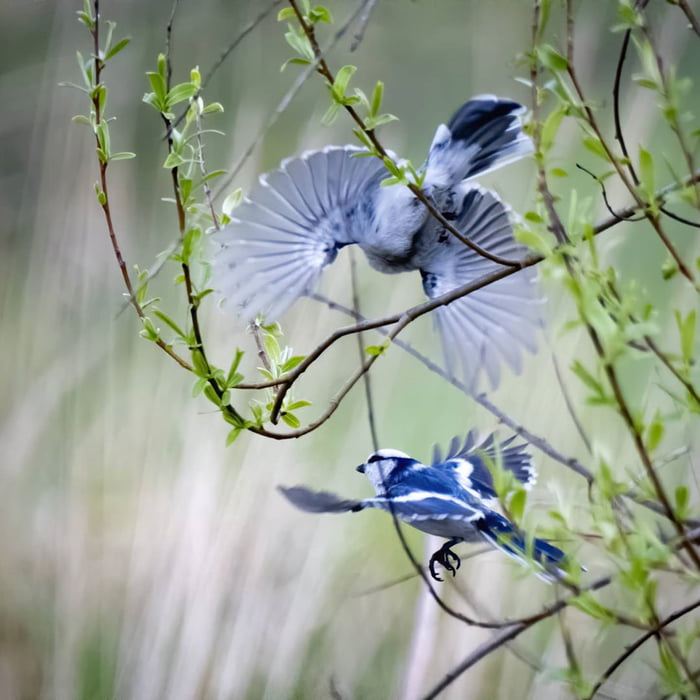 是鳥中艾莎！絕美山雀有「冰川藍」渲染羽毛　仙氣十足本身就像幅油畫～