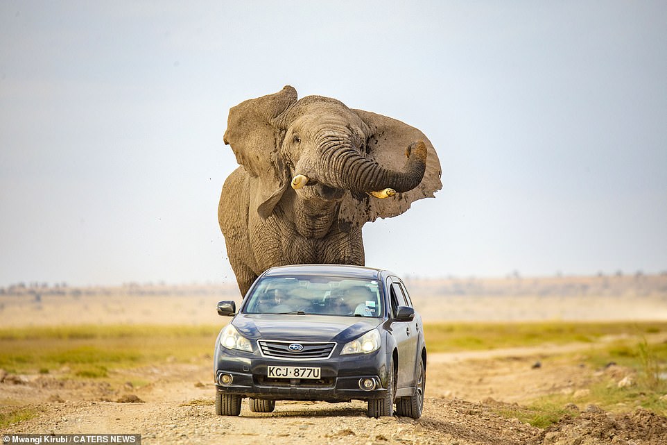 不是在拍電影！　肯亞大象受驚嚇「一路追車跑」　緊張畫面全捕捉：差點就被踩！