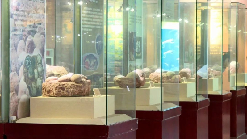博物館剛看過...10歲孩出遊「認出怪石」　幫發現11顆6600萬年恐龍蛋