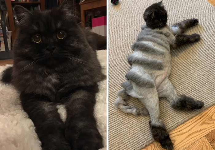 老爸帶愛貓去剃毛「要老虎造型」　回家竟變成「四不像」超前衛