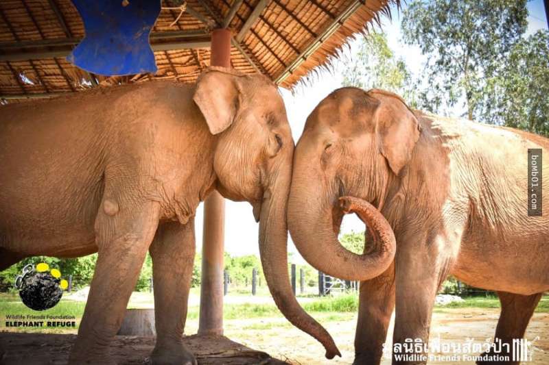 這隻年老的大象被人類虐待了55年，沒想到當她跟另一隻被虐的大象相遇後…奇蹟就發生了！