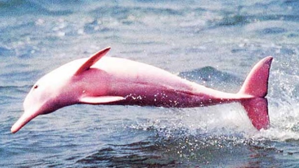 超夢幻「粉紅海豚」現身海面　船客目睹「旁邊還有迷你版」驚喜：太可愛了～