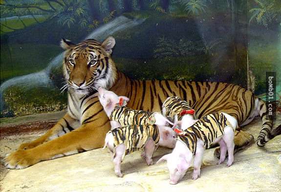 「母老虎喪子動物園竟拿小豬扮老虎代替」原來是虛假的，事情的真相讓大家都想去親眼看一次！