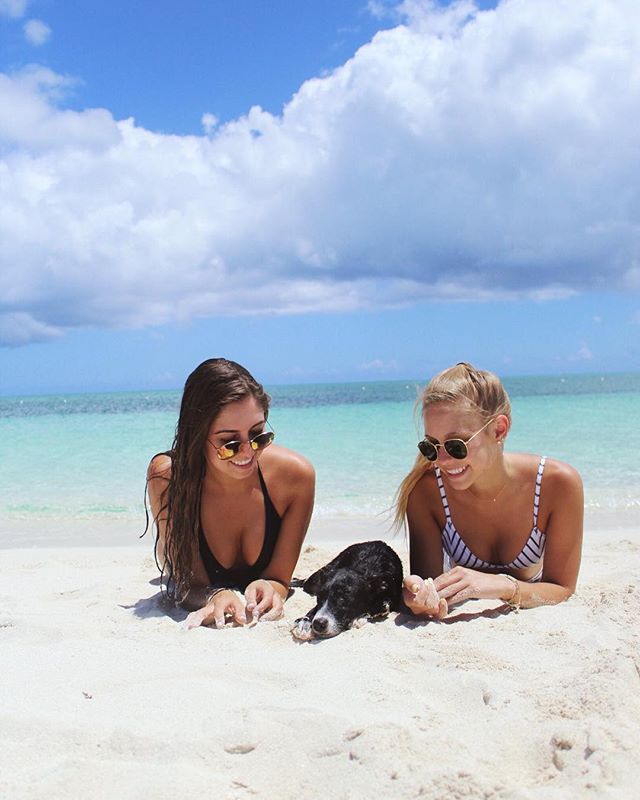 整個島嶼就是庇護所！　遊客享受海灘還能「有狗狗當伴遊」