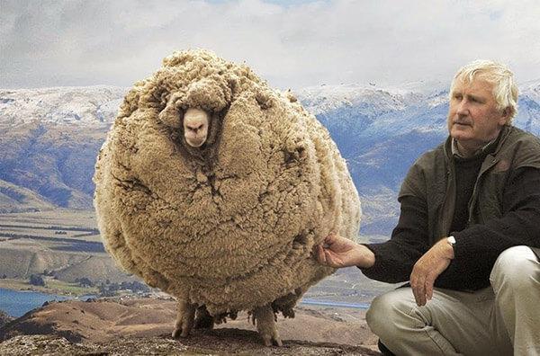 綿羊「不想理毛」離家出走！　隔6年被發現「圓成一顆球」：落跑故事成傳奇